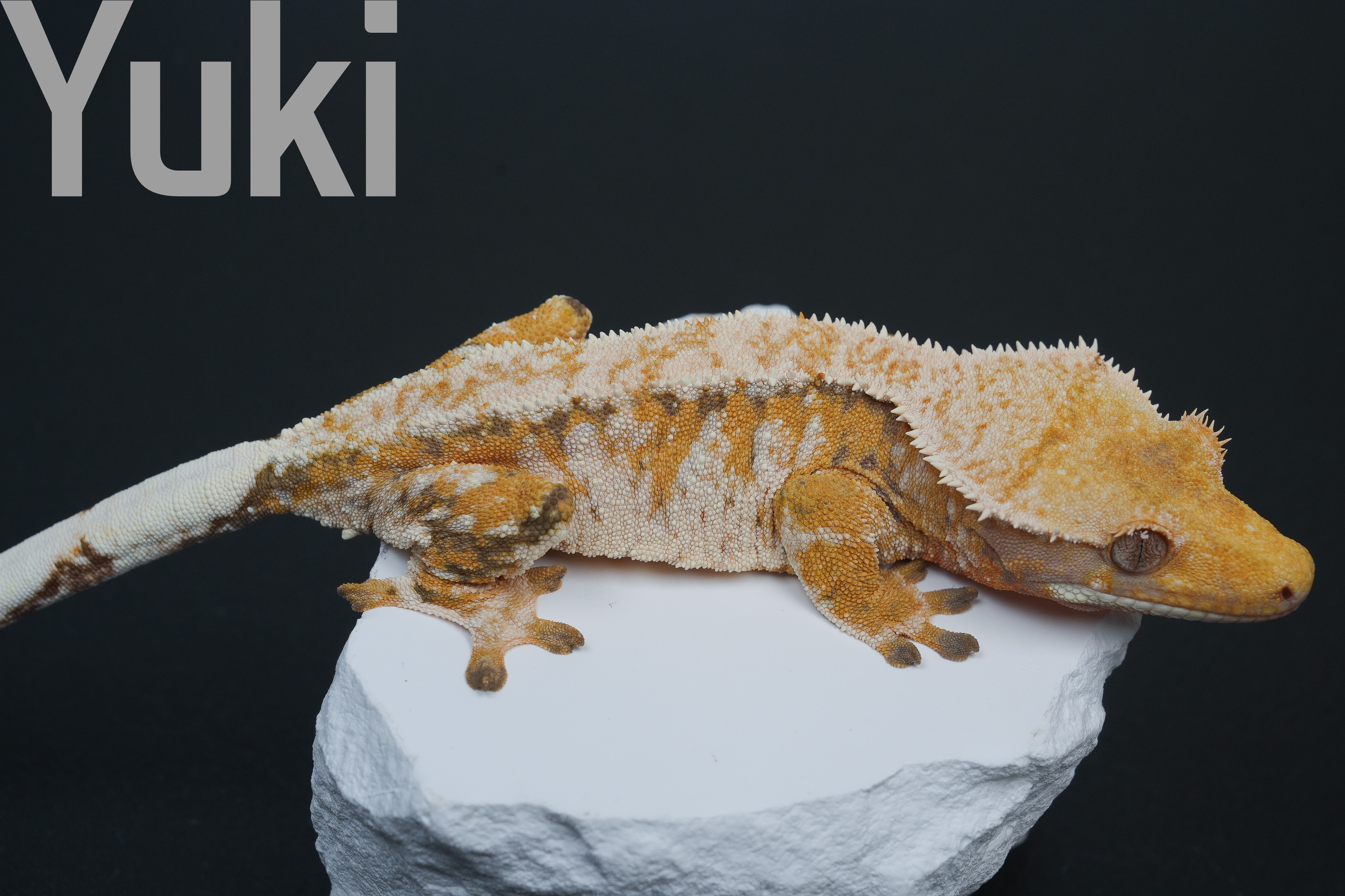 Tri Extreme Harlequin Barb