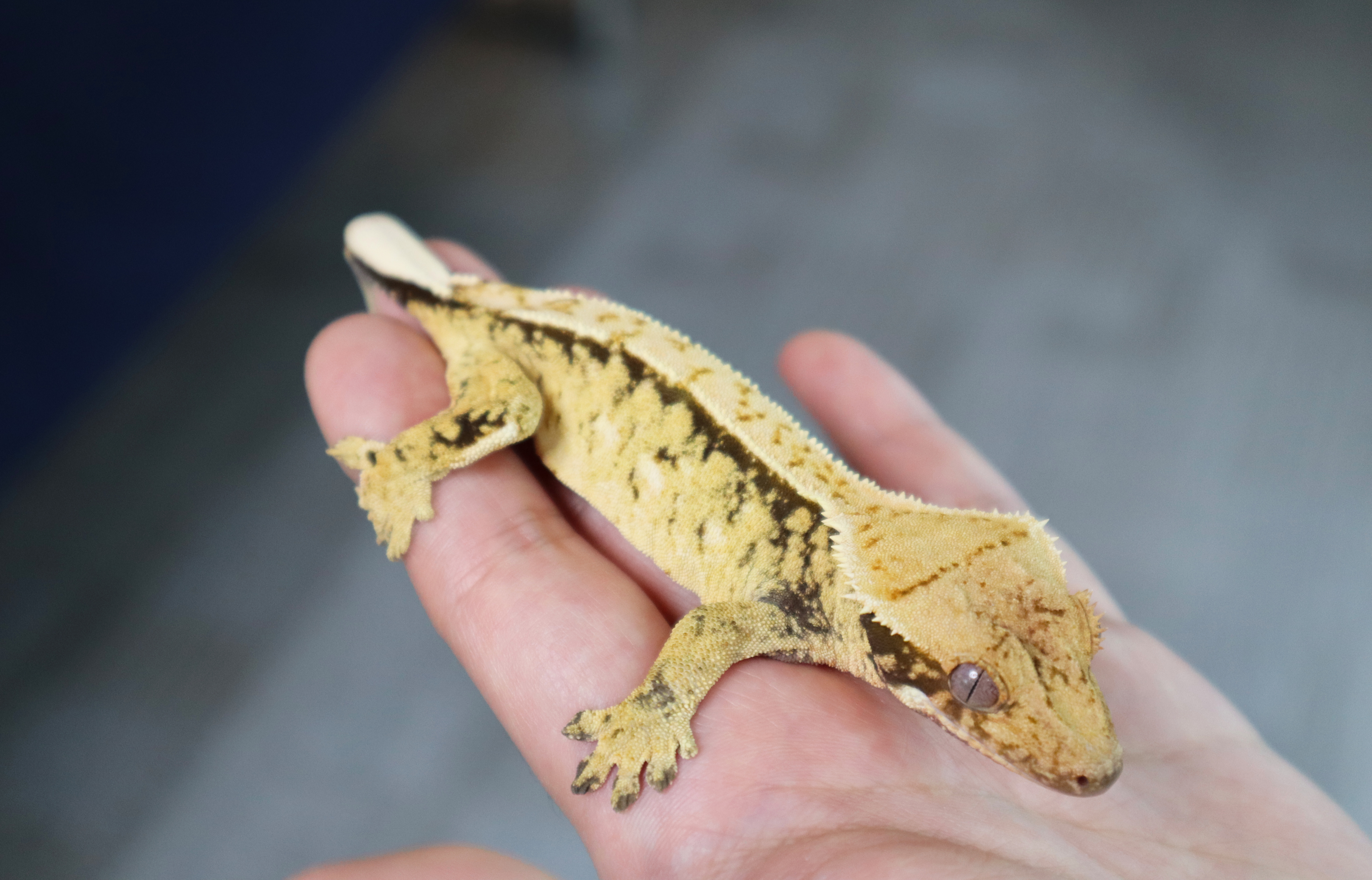 Normal Tri Extreme Harlequin Lazy