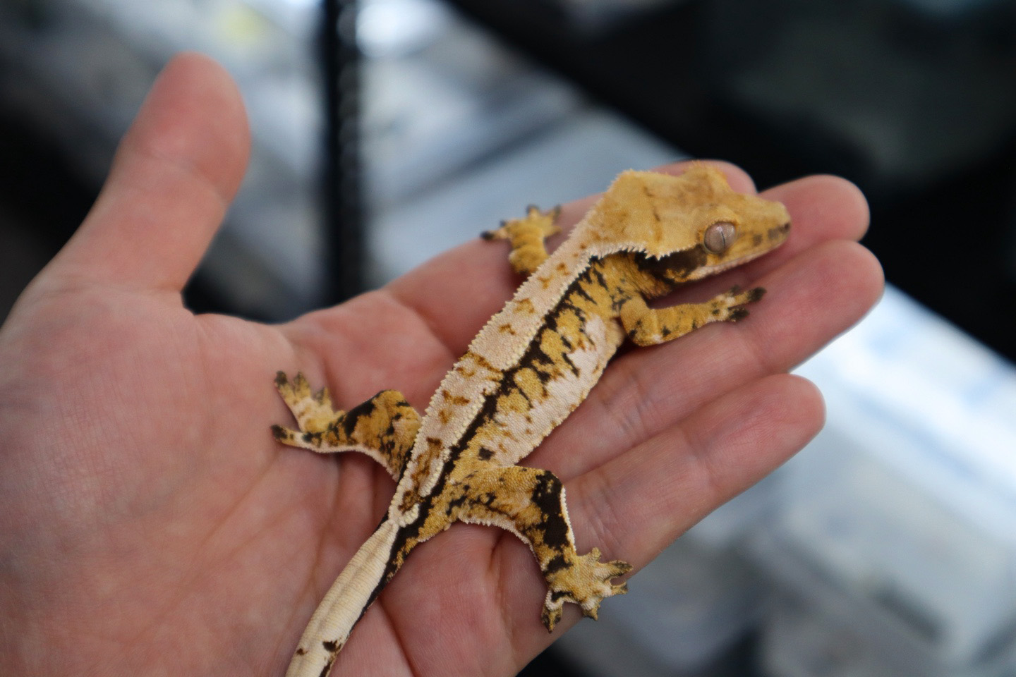 Tri Extreme Harlequin White Spot White Porthole