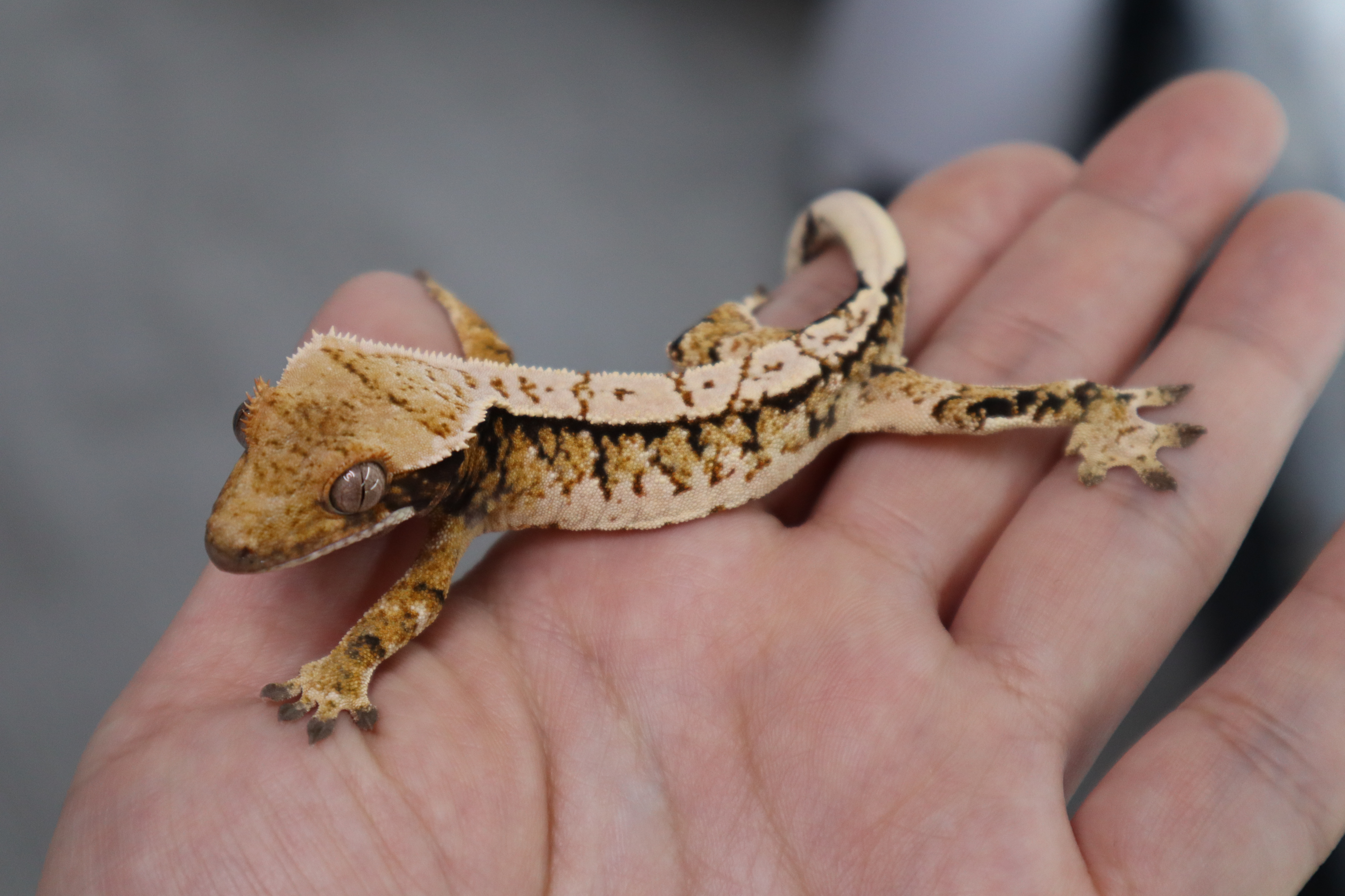 Tri Extreme Harlequin Normal White Spot