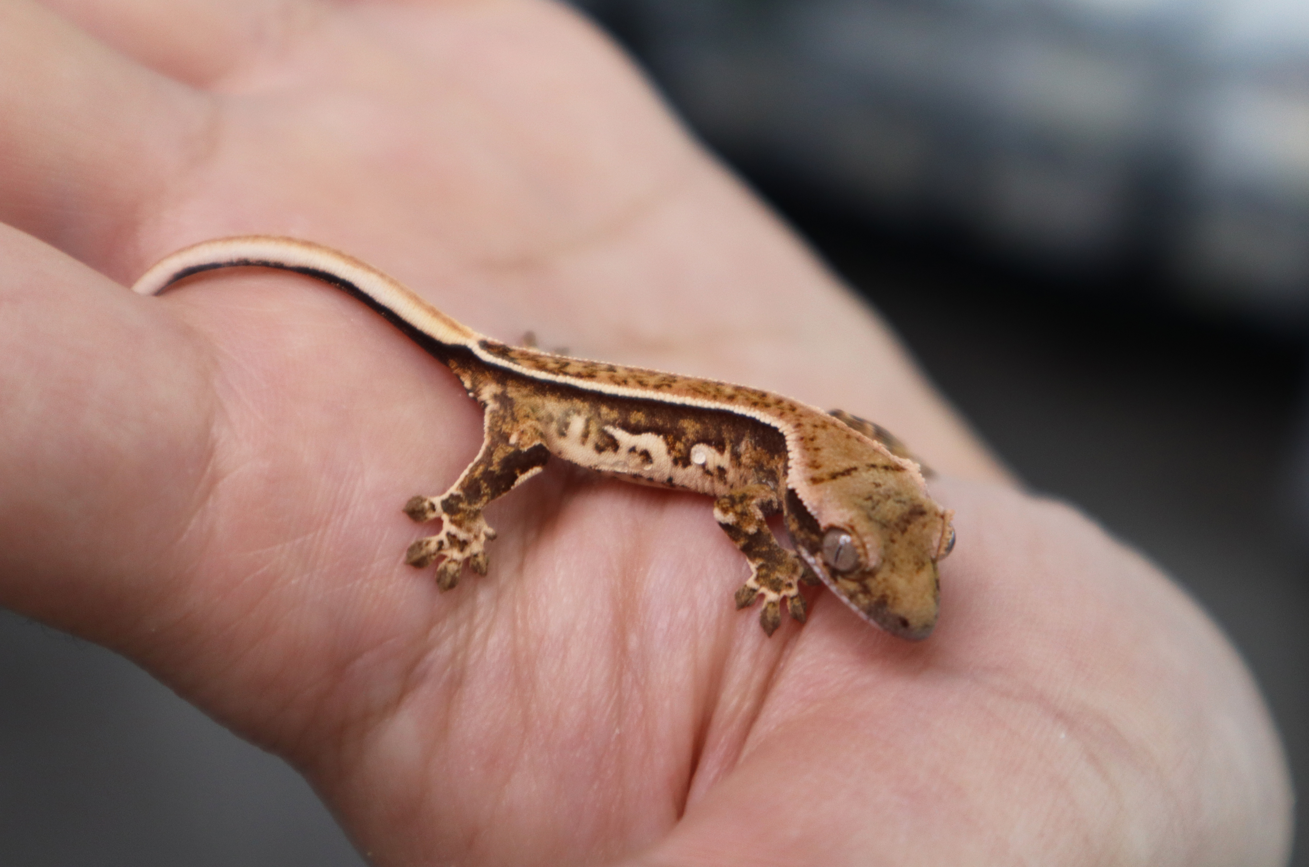 Quad Pinstripe Tri White Pin White Spot Normal