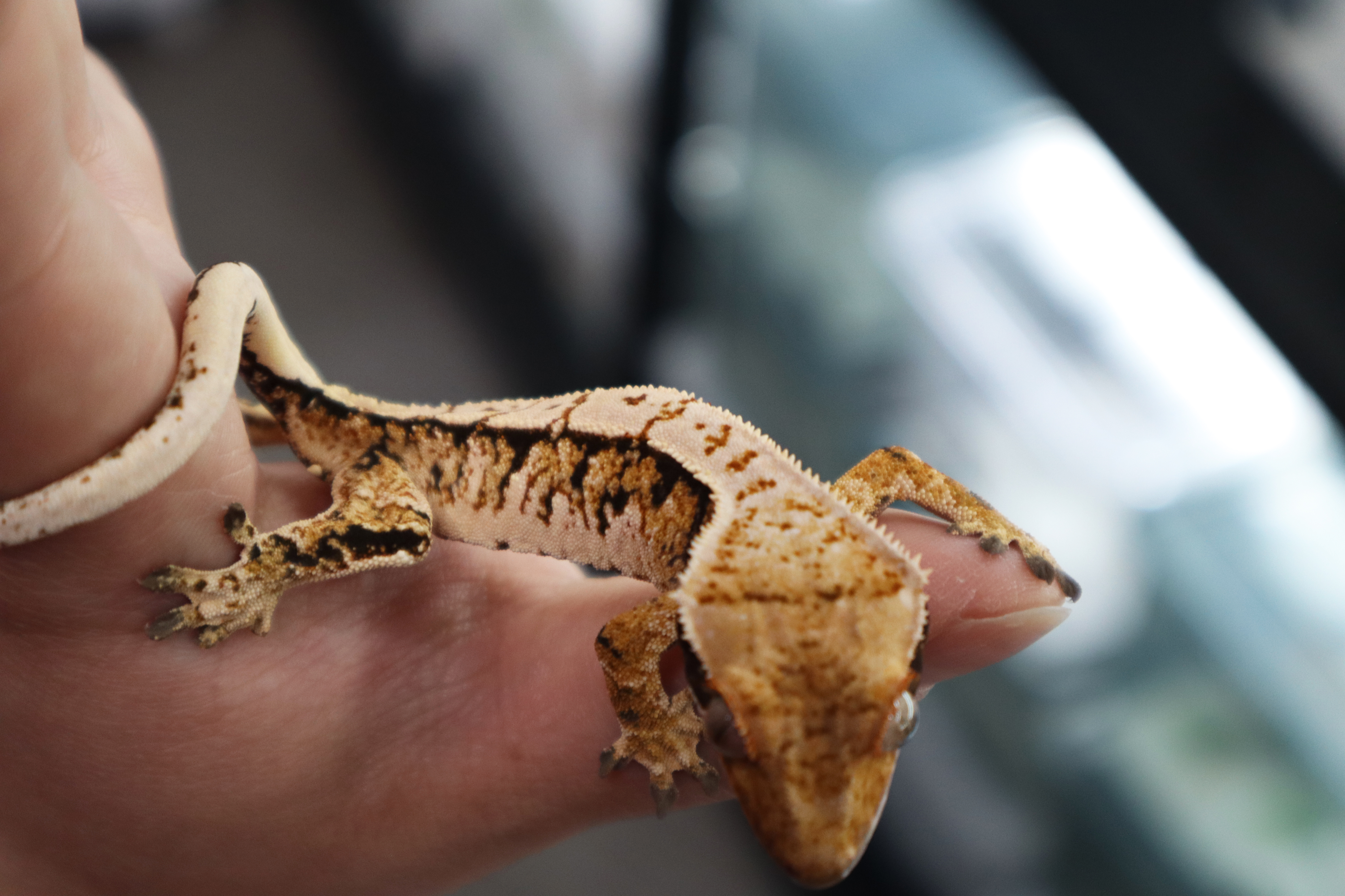 Tri Extreme Harlequin Normal White Spot