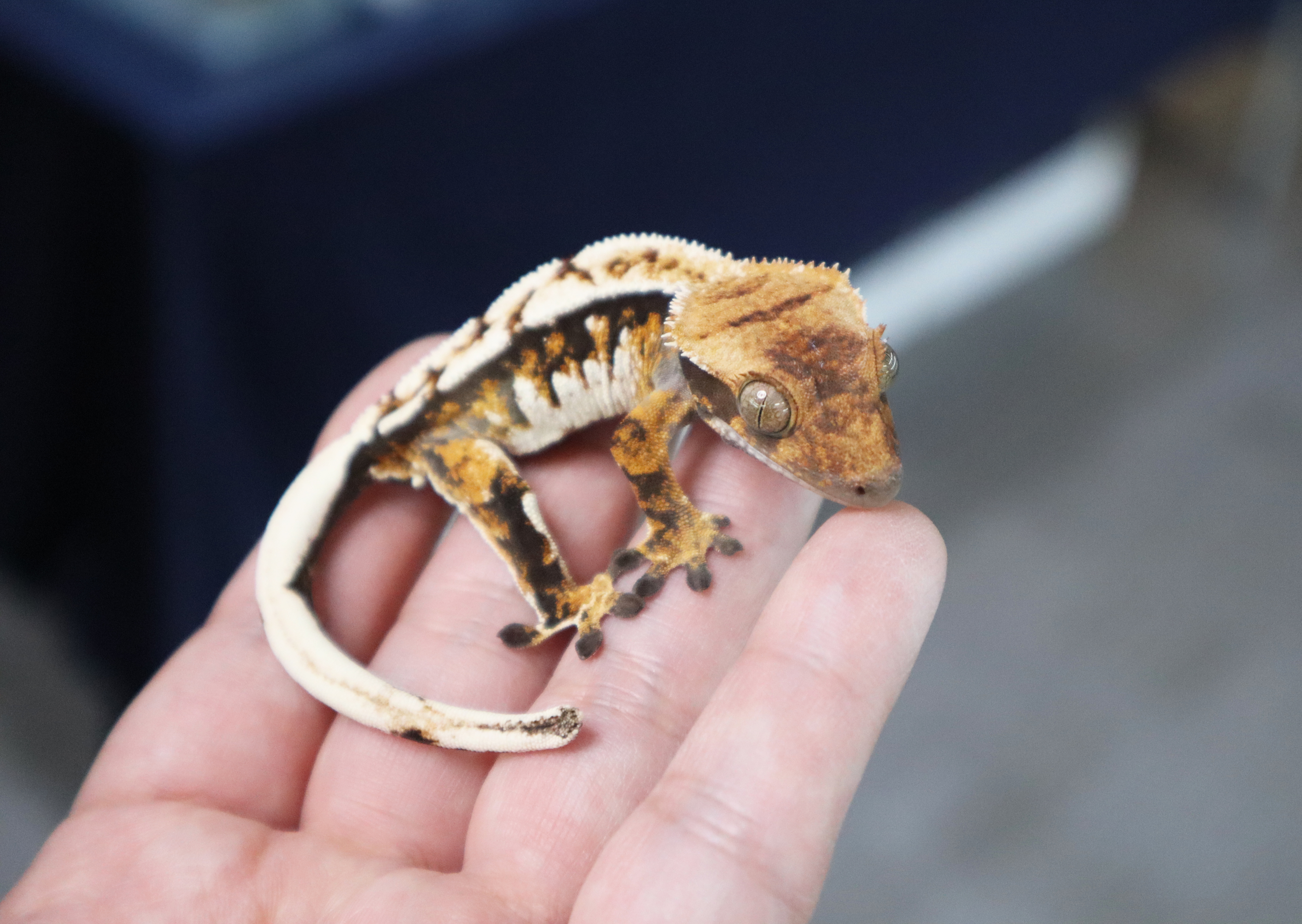 White Pin Tri Extreme Harlequin Normal