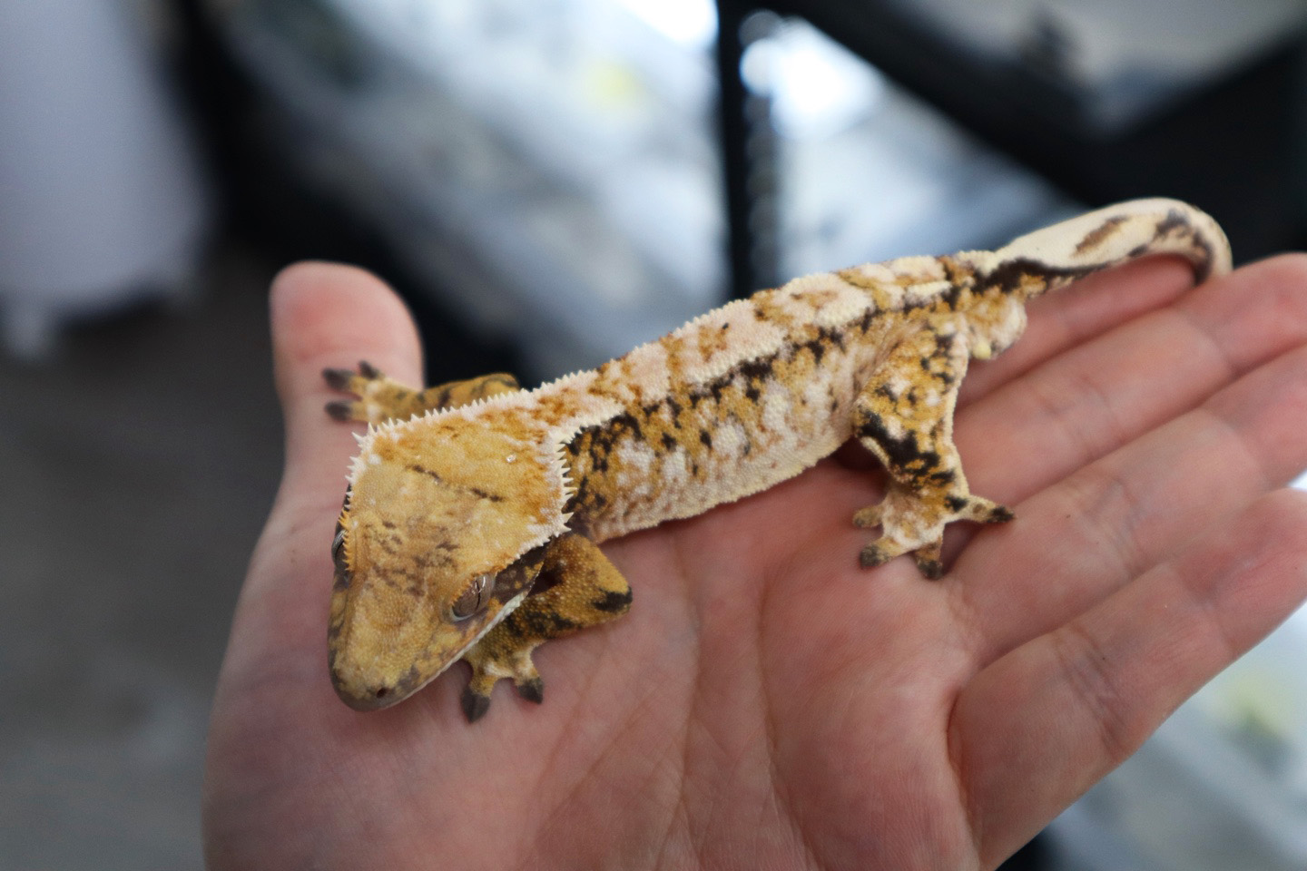 Tangerine Tri Extreme Harlequin White Spot White Porthole