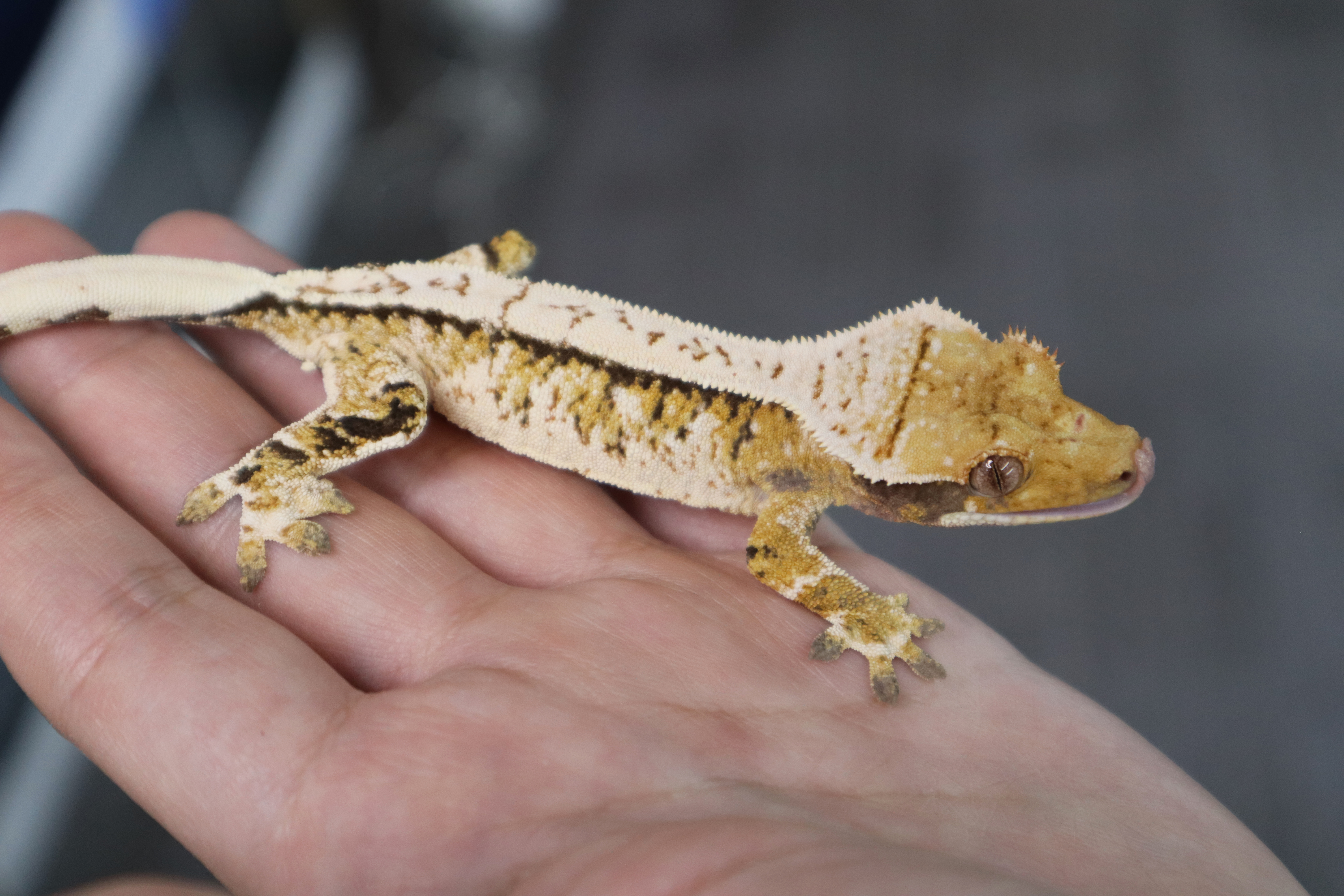 Tri Extreme Harlequin White Porthole White Spot Normal