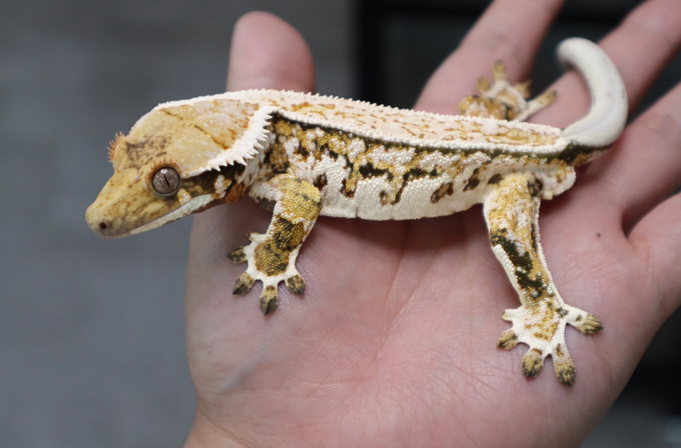 Quad Pinstripe White Pin White Spot Normal