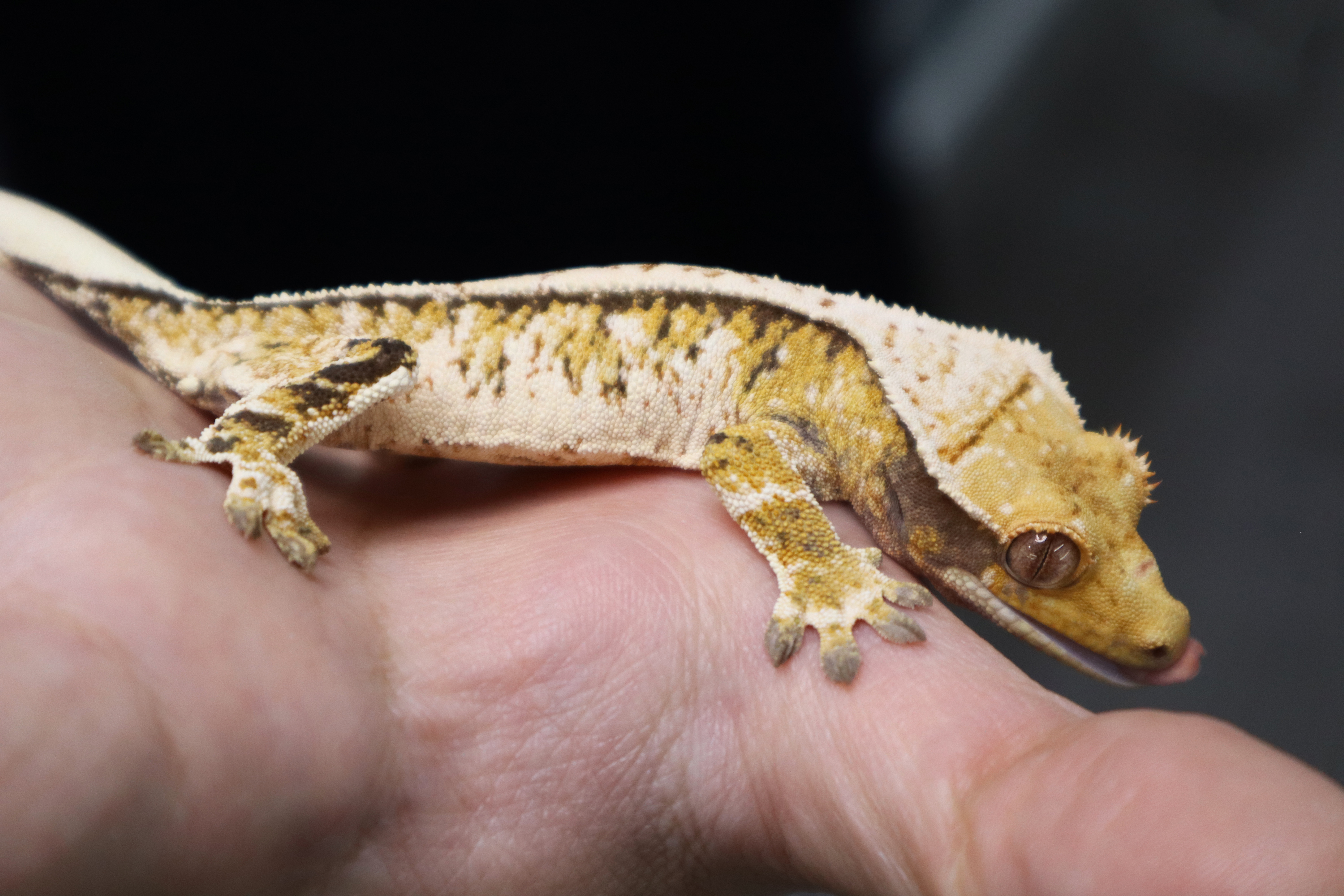 Tri Extreme Harlequin White Porthole White Spot Normal