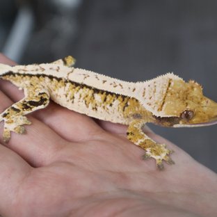 Tri Extreme Harlequin White Spot White Porthole Normal