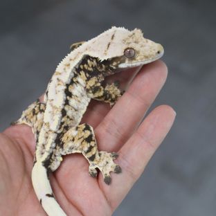 Tri Extreme Harlequin Drippy White Spot Normal