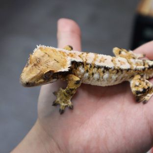 Tangerine Tri Extreme Harlequin White Spot White Porthole