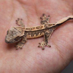 Tri Extreme Harlequin Pinstripe White Spot White Porthole Normal