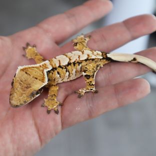 Tangerine Tri Extreme Harlequin White Pin White Spot Normal