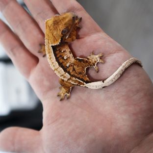 Tangerine Tri Extreme Harlequin White Porthole White Spot Normal