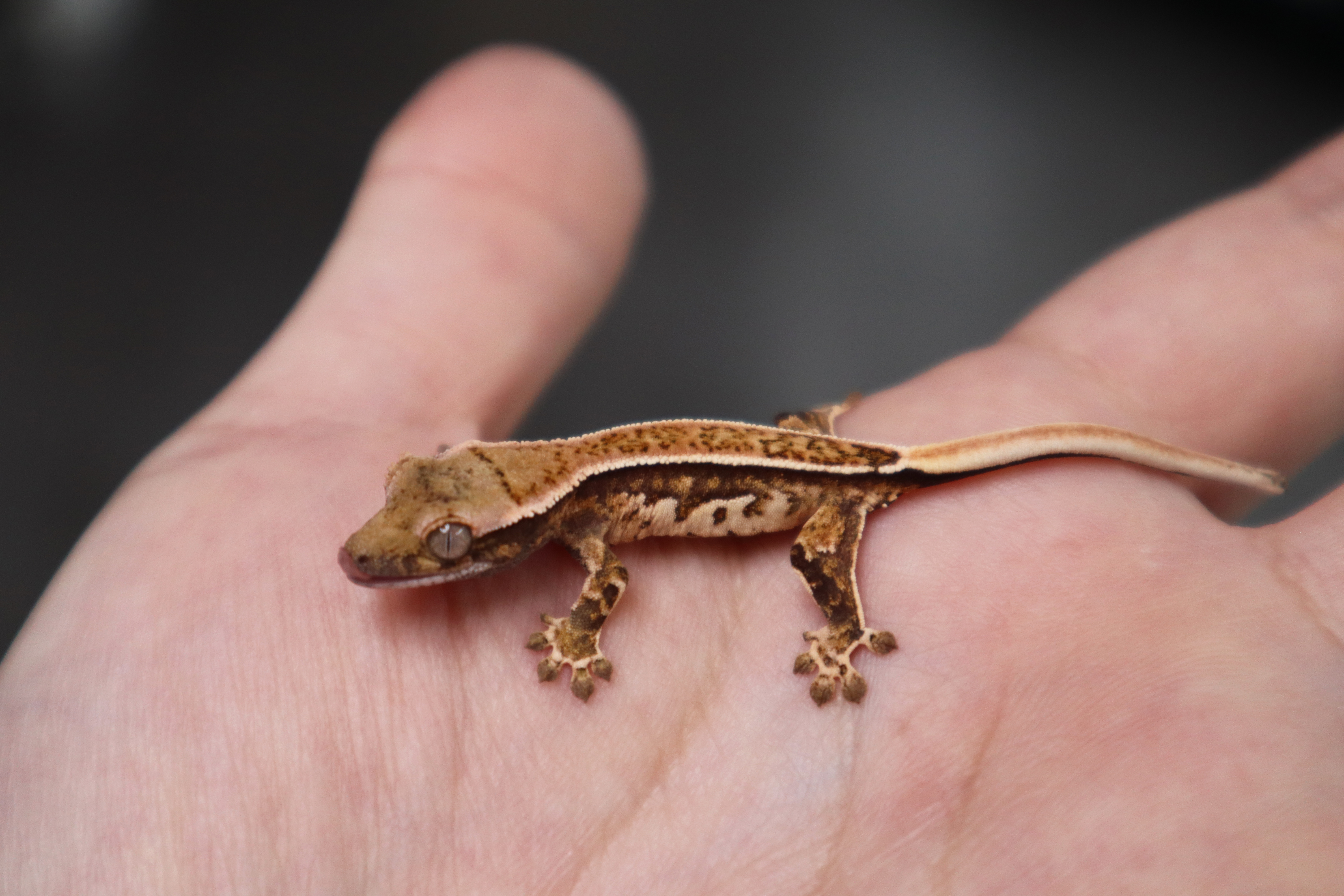 Quad Pinstripe Tri White Pin White Spot Normal