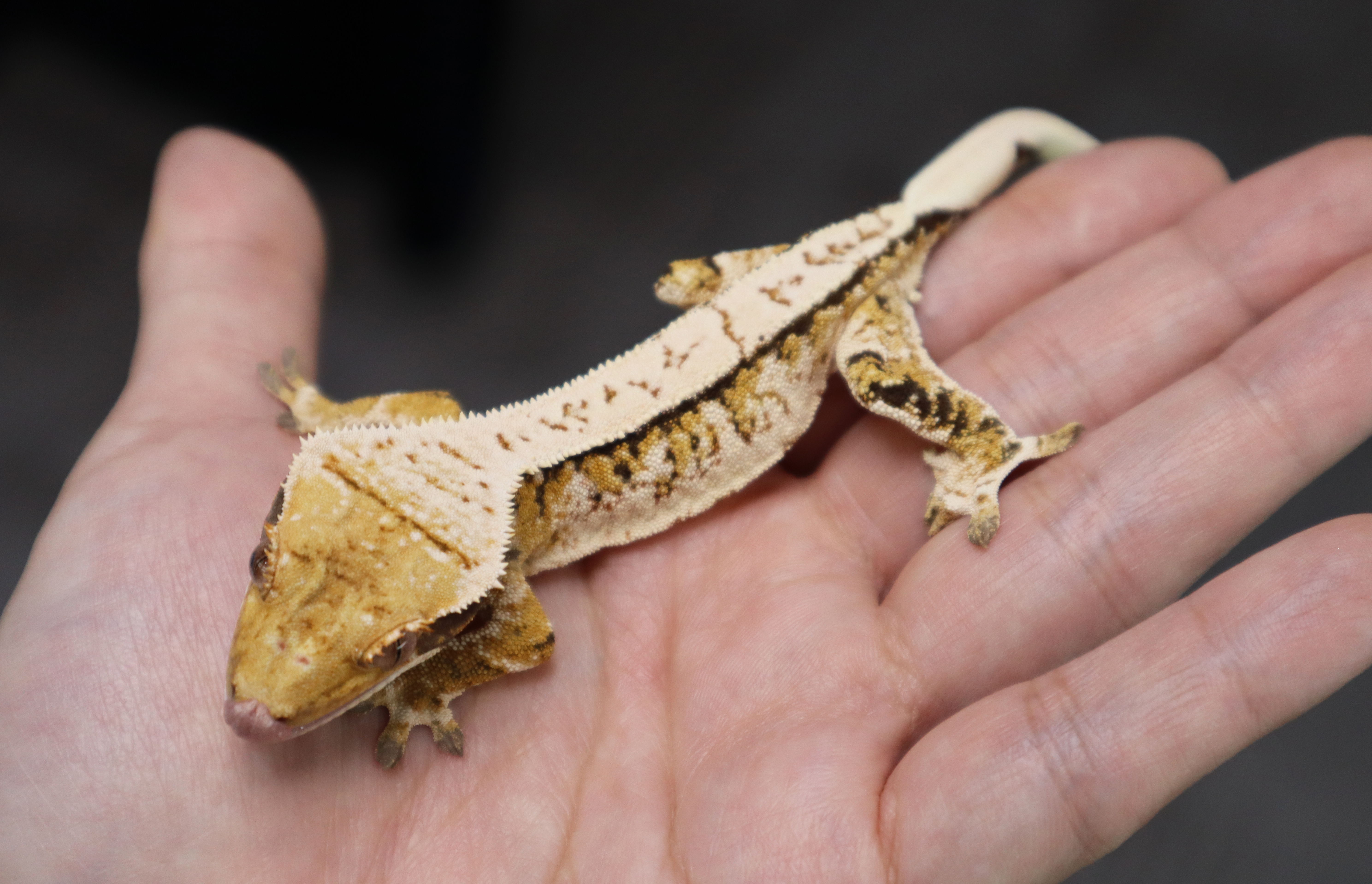 Tri Extreme Harlequin White Porthole White Spot Normal