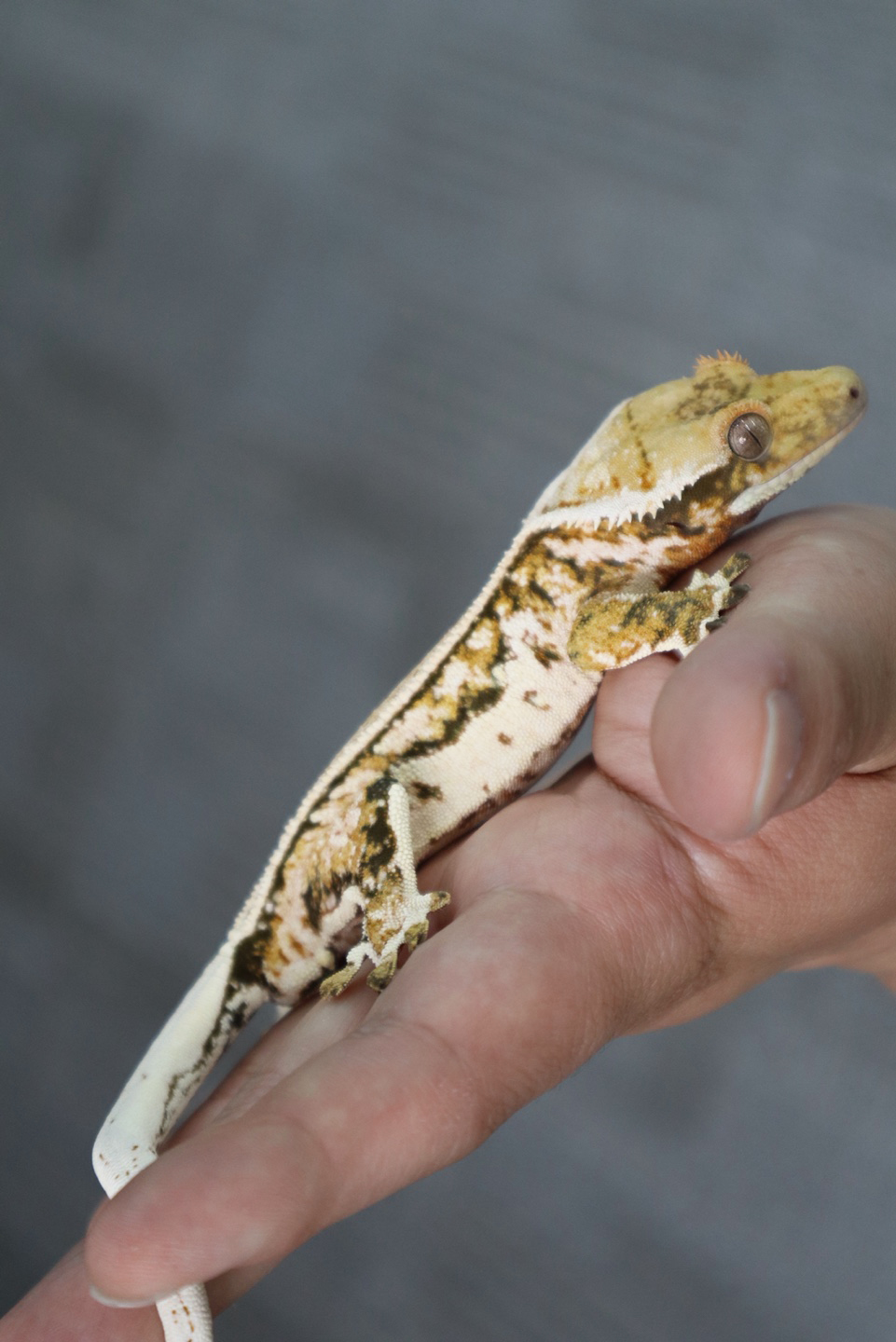 Quad Pinstripe White Pin White Spot Normal