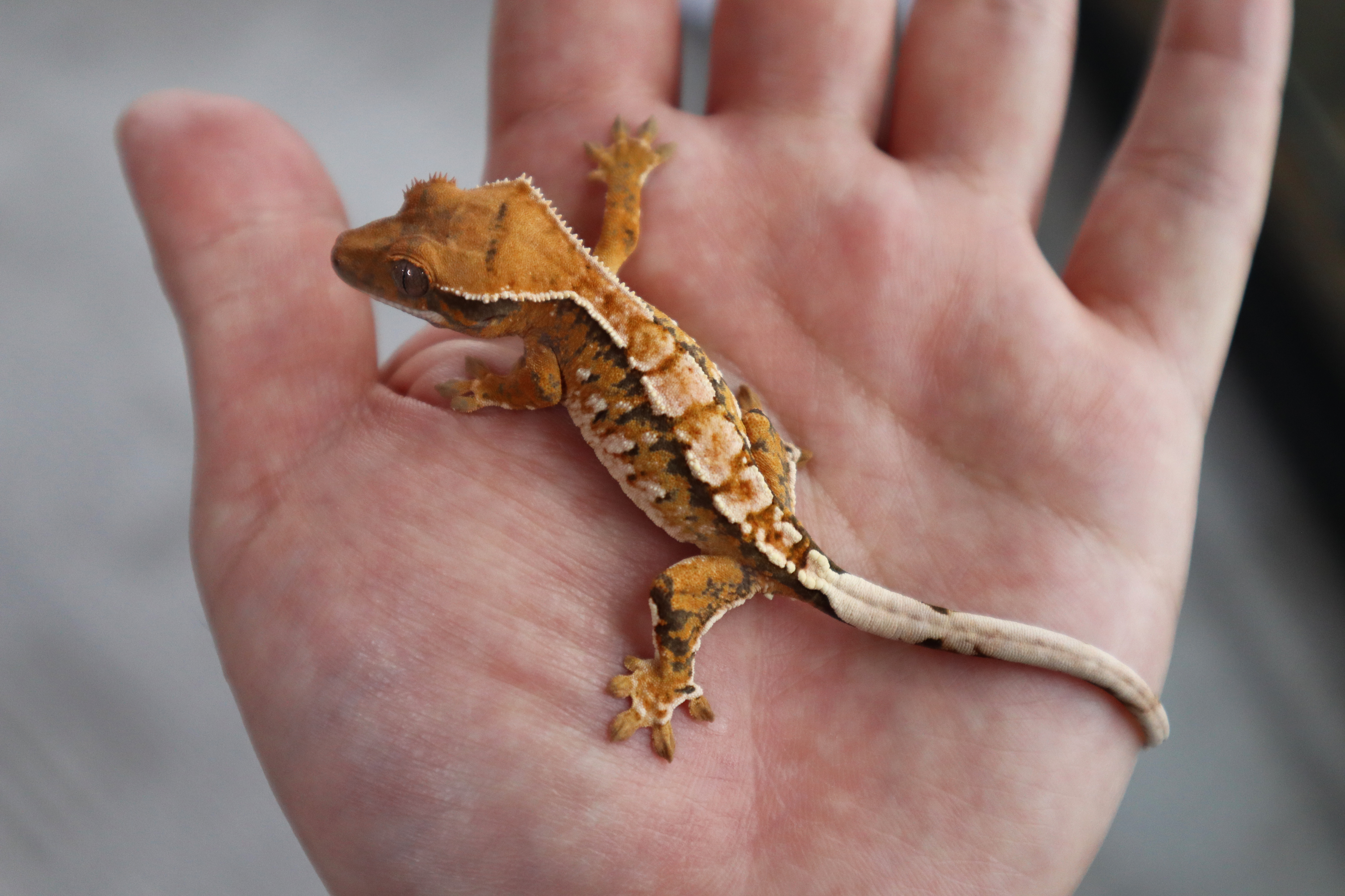 Tangerine Tri Extreme Harlequin White Pin Normal