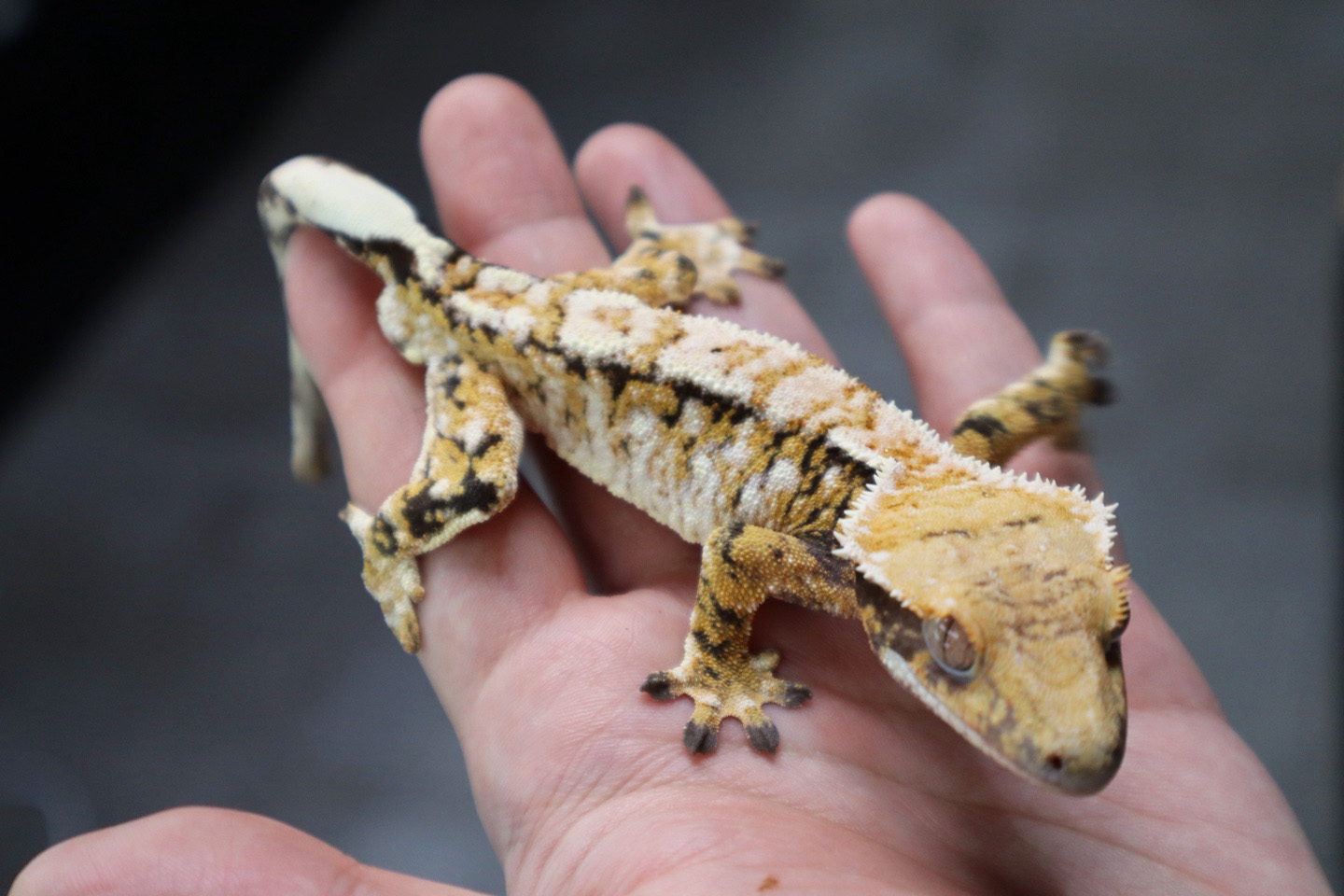 Tangerine Tri Extreme Harlequin White Spot White Porthole