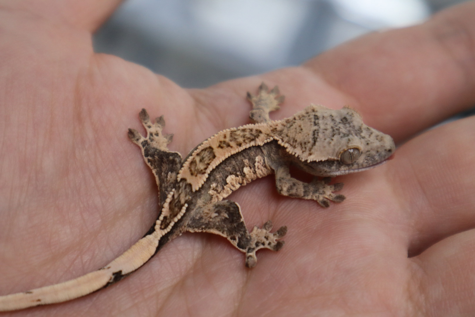 Tri Extreme Harlequin Pinstripe White Spot White Porthole Normal