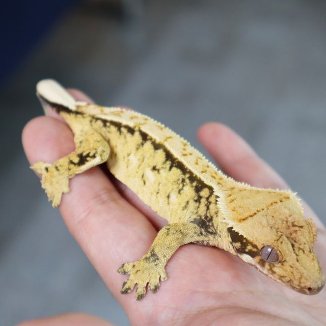 Normal Tri Extreme Harlequin Lazy