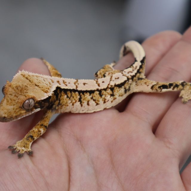 Tri Extreme Harlequin Normal White Spot