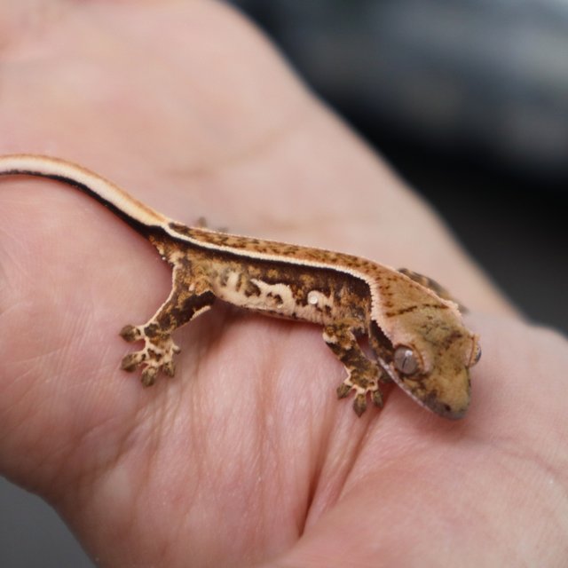 Quad Pinstripe Tri White Pin White Spot Normal