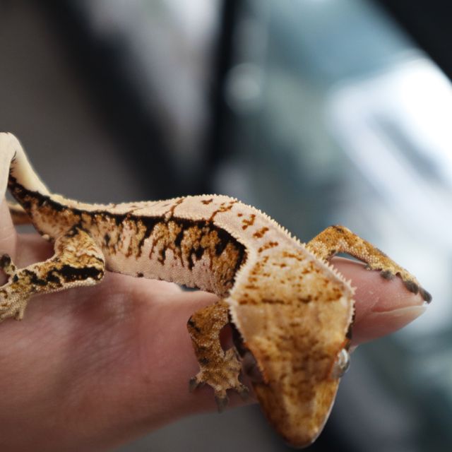 Tri Extreme Harlequin Normal White Spot