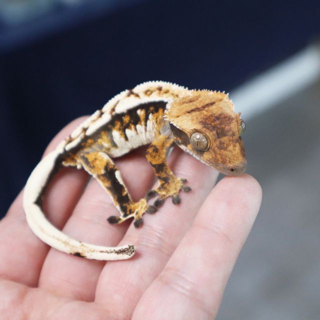 White Pin Tri Extreme Harlequin Normal