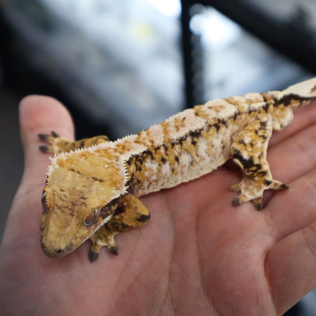 Tangerine Tri Extreme Harlequin White Spot White Porthole