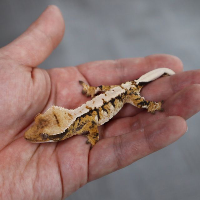 Tri Extreme Harlequin Barb Normal