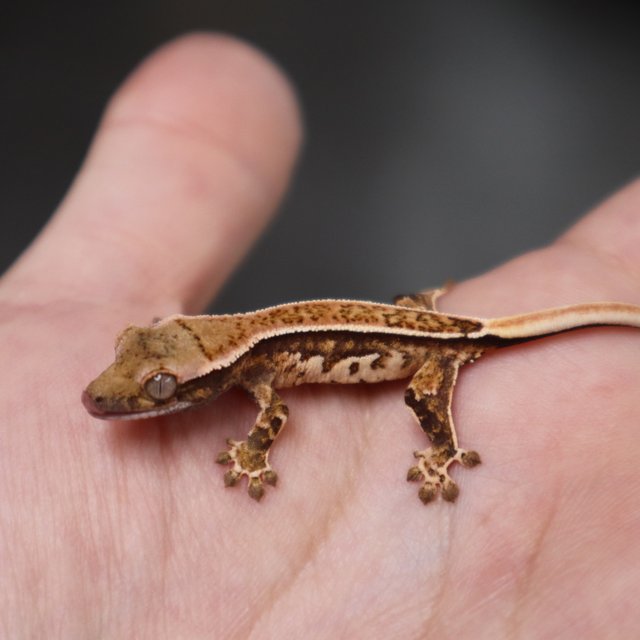 Quad Pinstripe Tri White Pin White Spot Normal