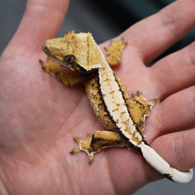 Normal Extreme Harlequin Tri White Spot White Pin