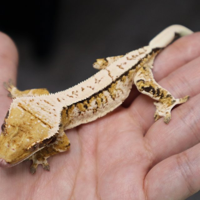 Tri Extreme Harlequin White Porthole White Spot Normal