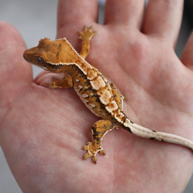 Tangerine Tri Extreme Harlequin White Pin Normal