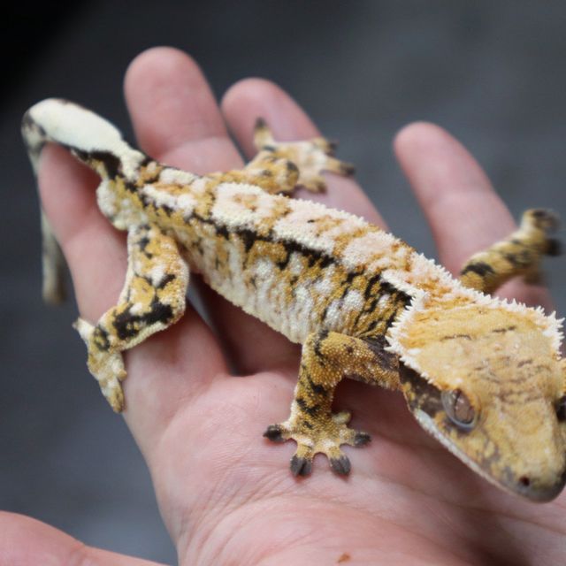 Tangerine Tri Extreme Harlequin White Spot White Porthole