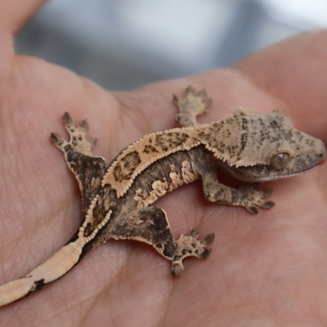 Tri Extreme Harlequin Pinstripe White Spot White Porthole Normal