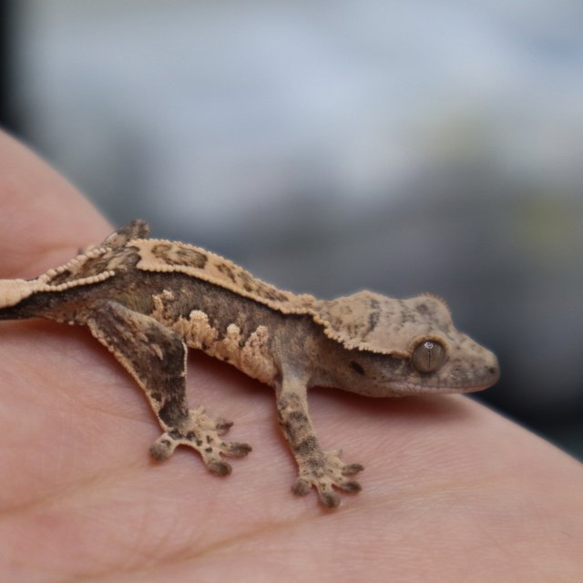 Tri Extreme Harlequin Pinstripe White Spot White Porthole Normal