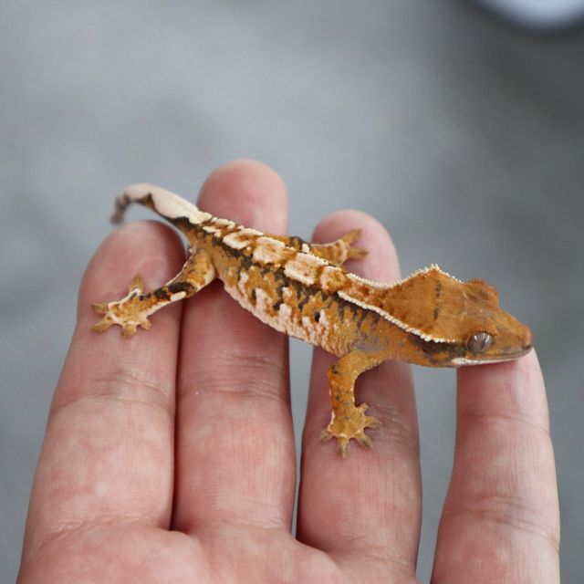 Tangerine Tri Extreme Harlequin White Pin Normal