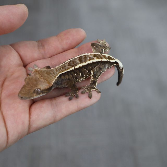 Tri Cappuccino White Pin