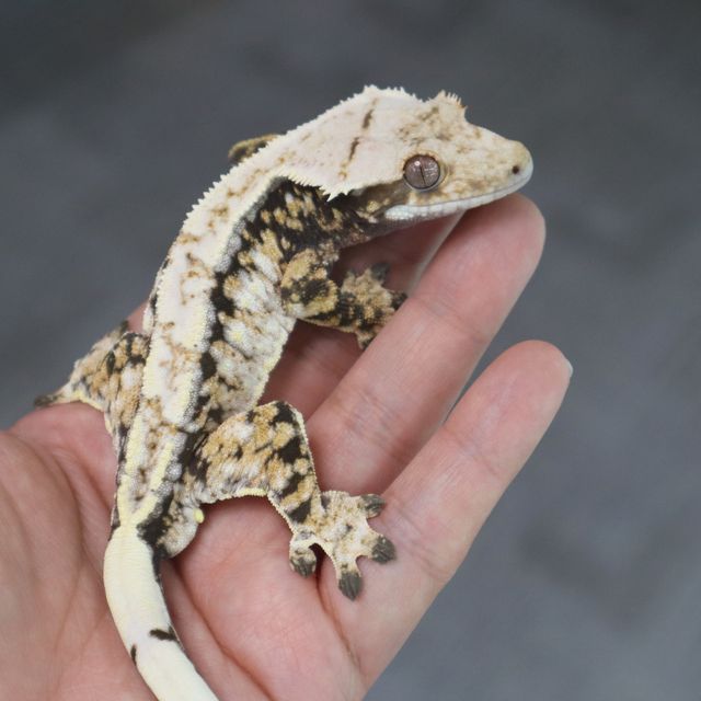 Extreme Harlequin Drippy White Spot Normal Tri