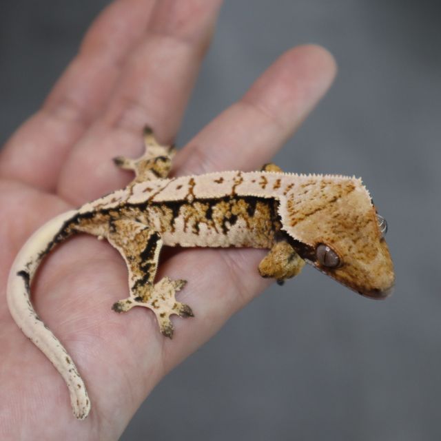 Tri Extreme Harlequin Normal White Spot