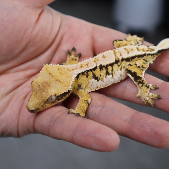 Tri Extreme Harlequin White Spot White Porthole