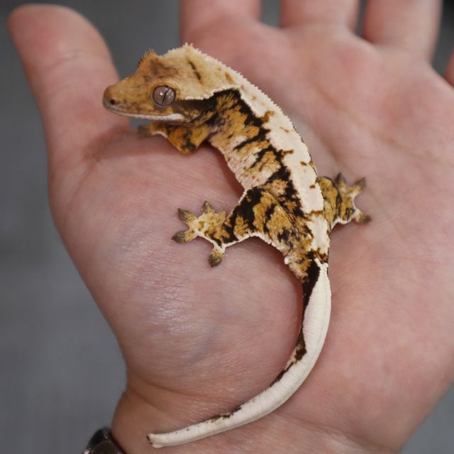 Tri Extreme Harlequin Barb Normal