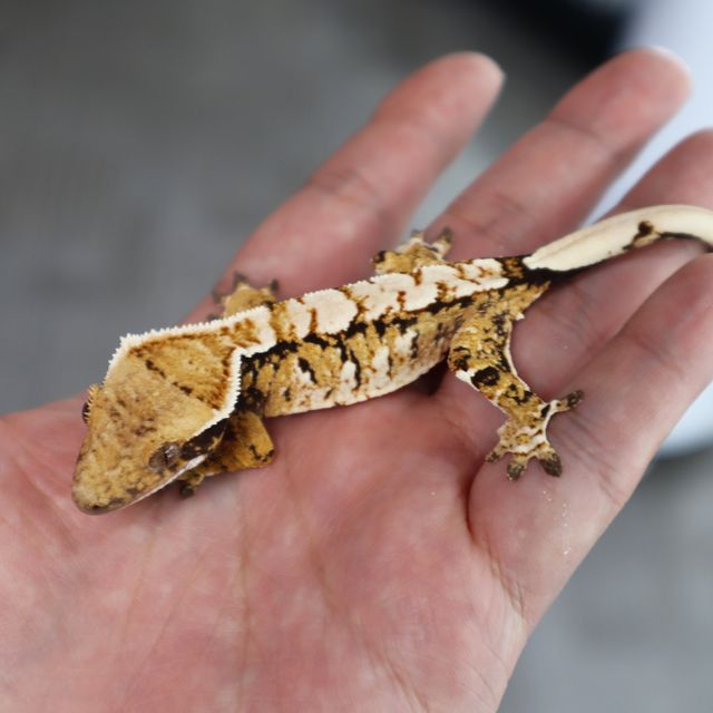 Tri Extreme Harlequin Normal Tangerine White Spot White Pin