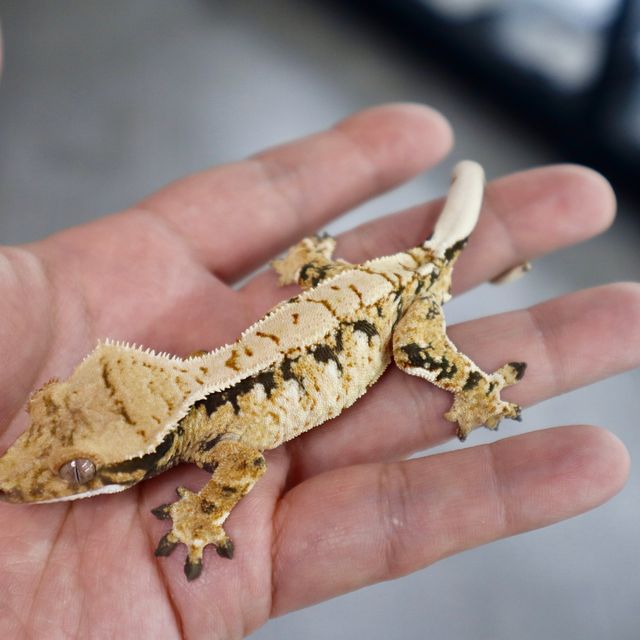 Extreme Harlequin Tri Normal Drippy White Spot