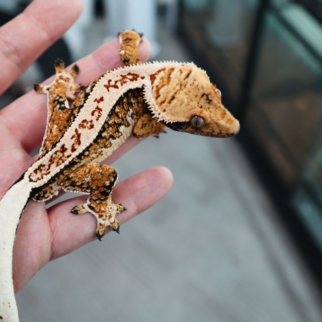 Tri Extreme Harlequin