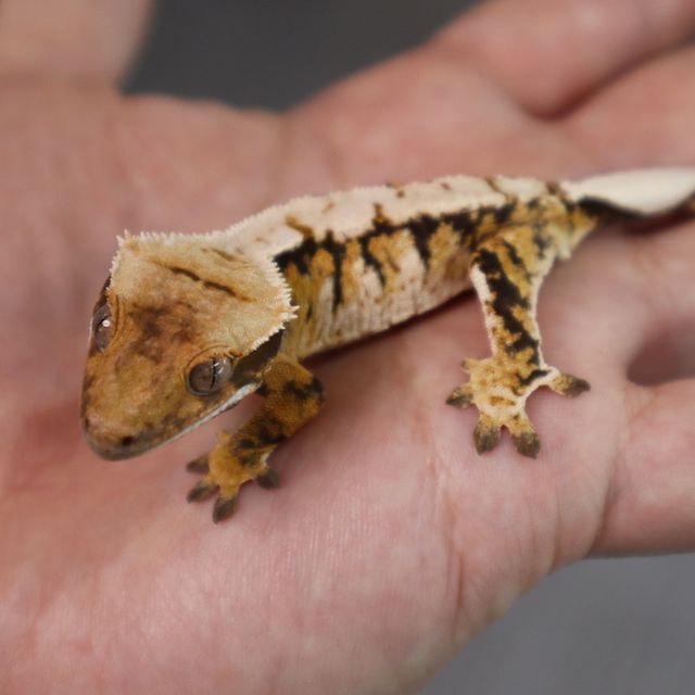 Tri Extreme Harlequin Barb Normal