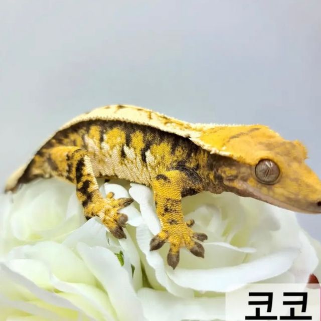 Tri Extreme Harlequin