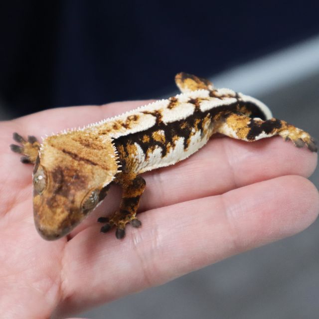 White Pin Tri Extreme Harlequin Normal