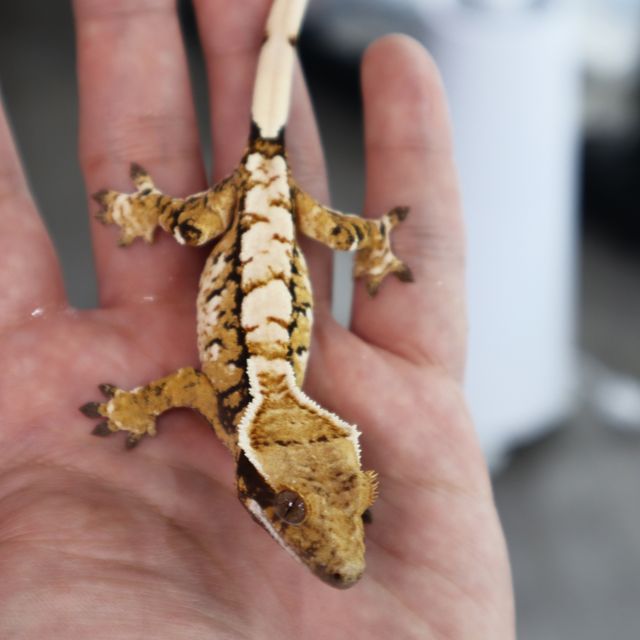 Tri Extreme Harlequin Normal Tangerine White Spot White Pin